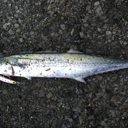 釣れ続く太刀魚